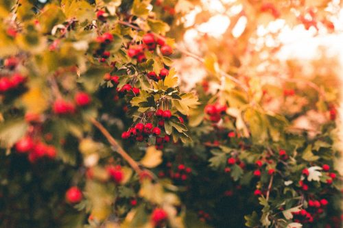 A photo of a bunch of berries symbolising a group.