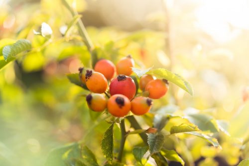 A photo of a few berries to represent individual appointments.